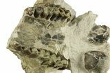 Bargain Fossil Oreodont (Leptauchenia) Upper Skull - South Dakota #269903-4